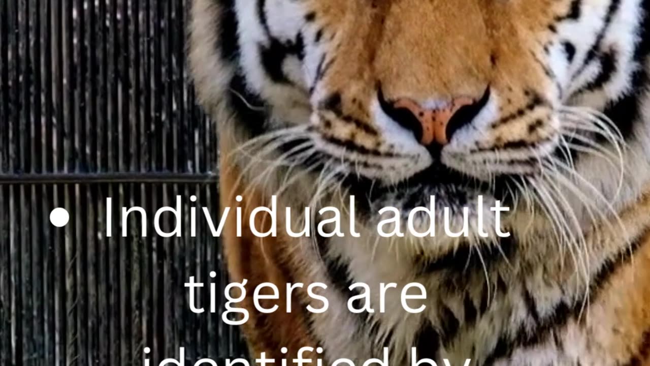 facts about tigers...3/50