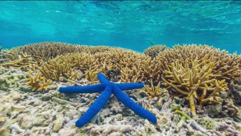 Blue Star Fish
