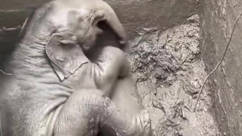 Rescuers perform CPR on elephant in Thailand