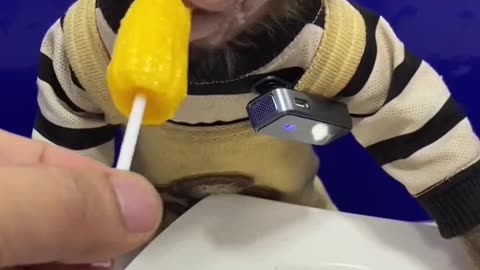 Cute monkey