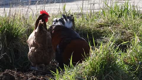 The Hen Cock Poultry Pets Holding Bird Animals