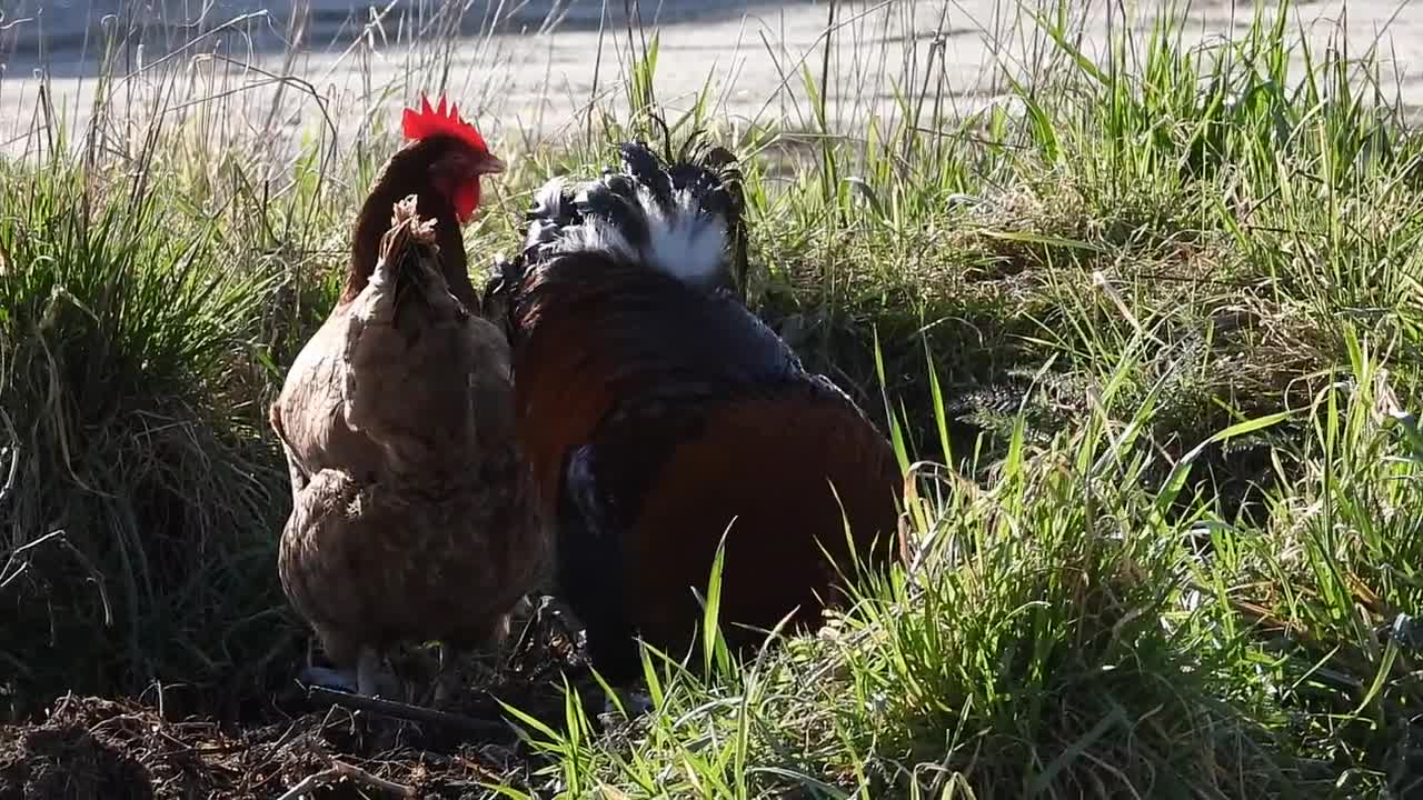 The Hen Cock Poultry Pets Holding Bird Animals