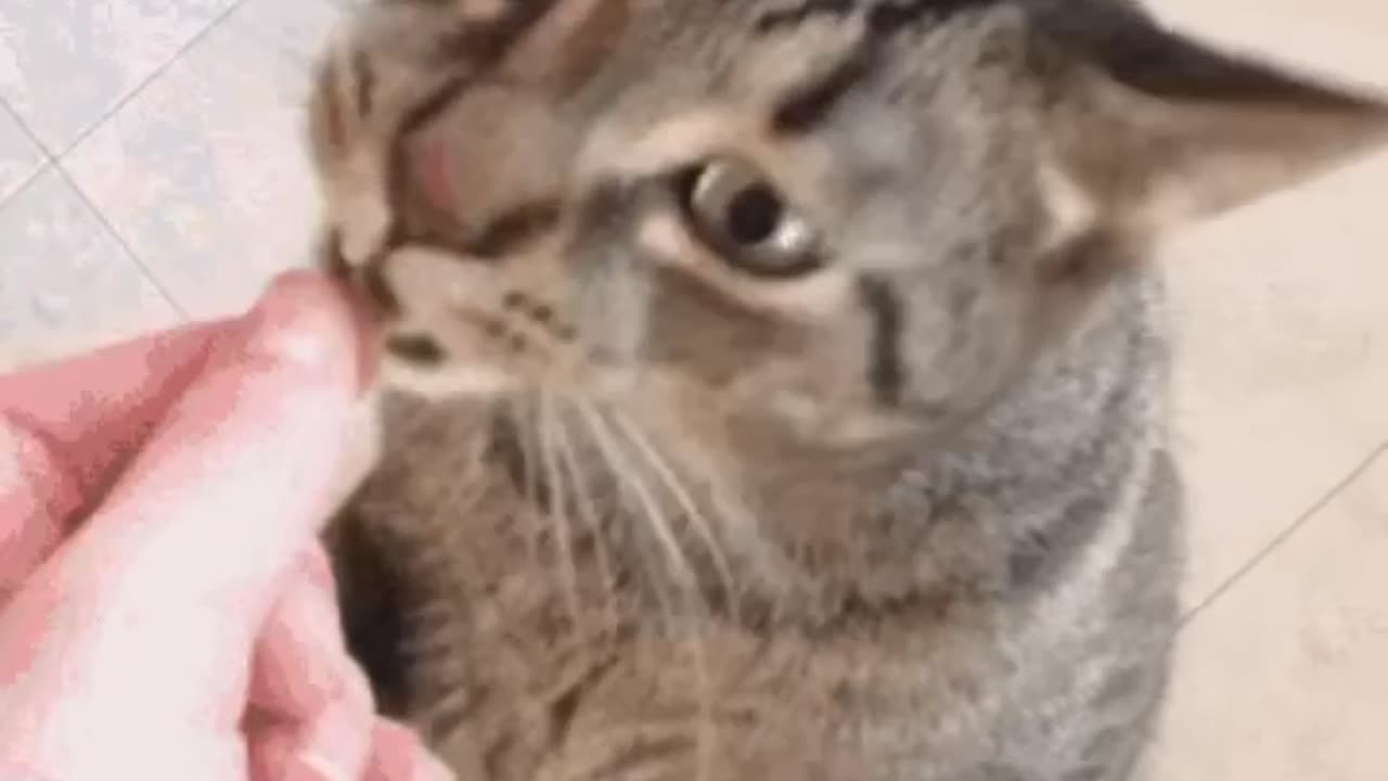 Cute Cat Gif