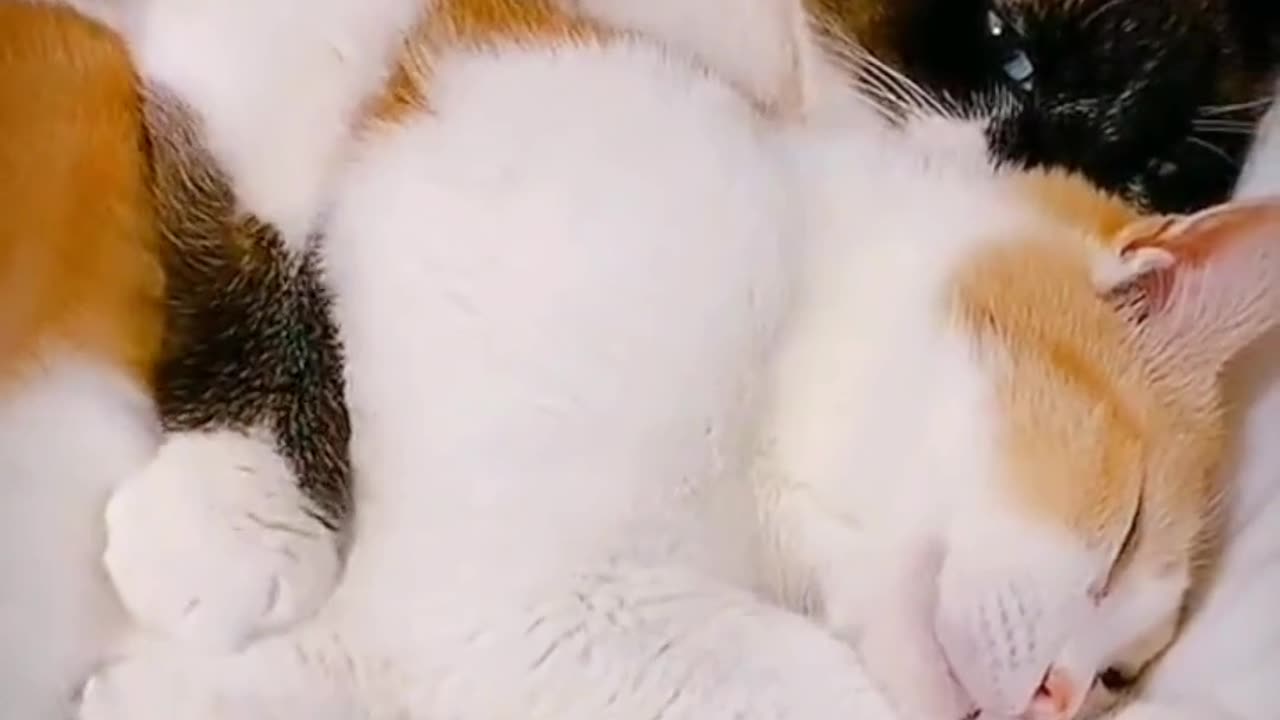 Cat funny Video