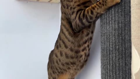 Making Play Ground for Cat #2