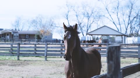 The beautiful horse 🐴