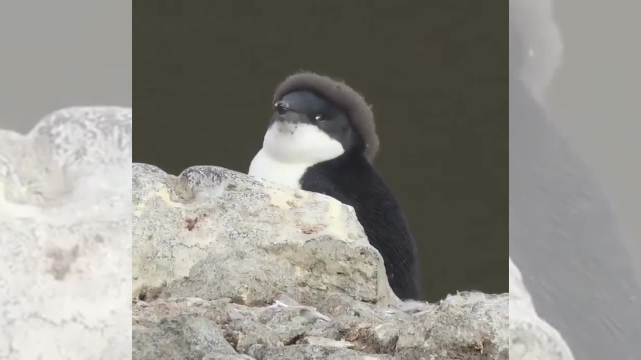 Afro Penguin | Cute