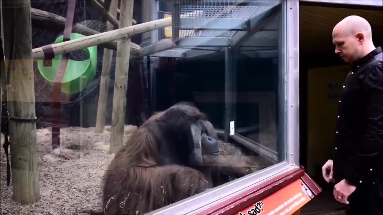 Monkeys react to magic