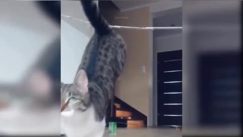 Cute cat video