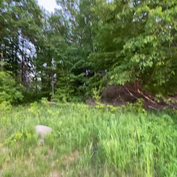 Yikes scary forest 😬🌳