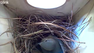 Bluebird nest building