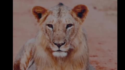 Lion