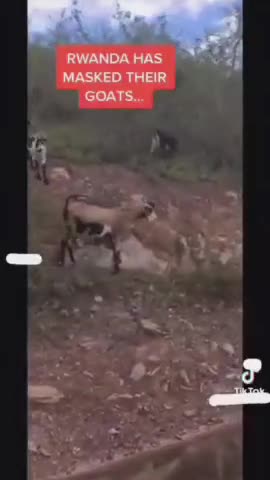 THIS IS CRZY AFRICA IS MASKING THEIR GOATS AGAINST COVID