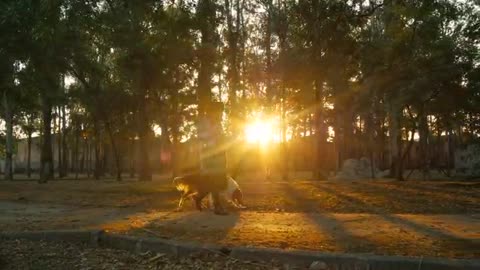 This cute Dog is walking with his owner in the forest at sunset