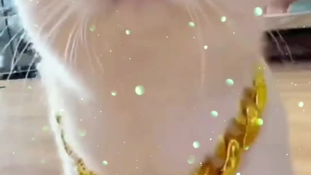 That's called GOLD cat walk