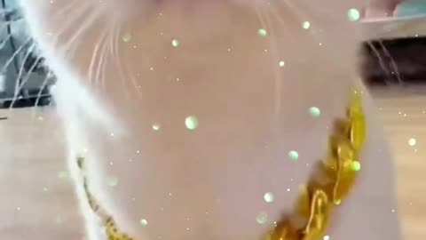 That's called GOLD cat walk