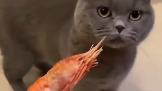 Normal Cats Vs My Cat | Shrimp Edition | Funny Tik Tok Video 😂🥰