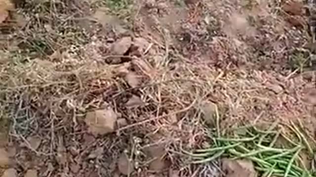 चूहे के बिल (लाता) से निकला फरस बीन दोस्तों इस वीडियो को पूरा जरूर देखें धन्यवाद। viral video