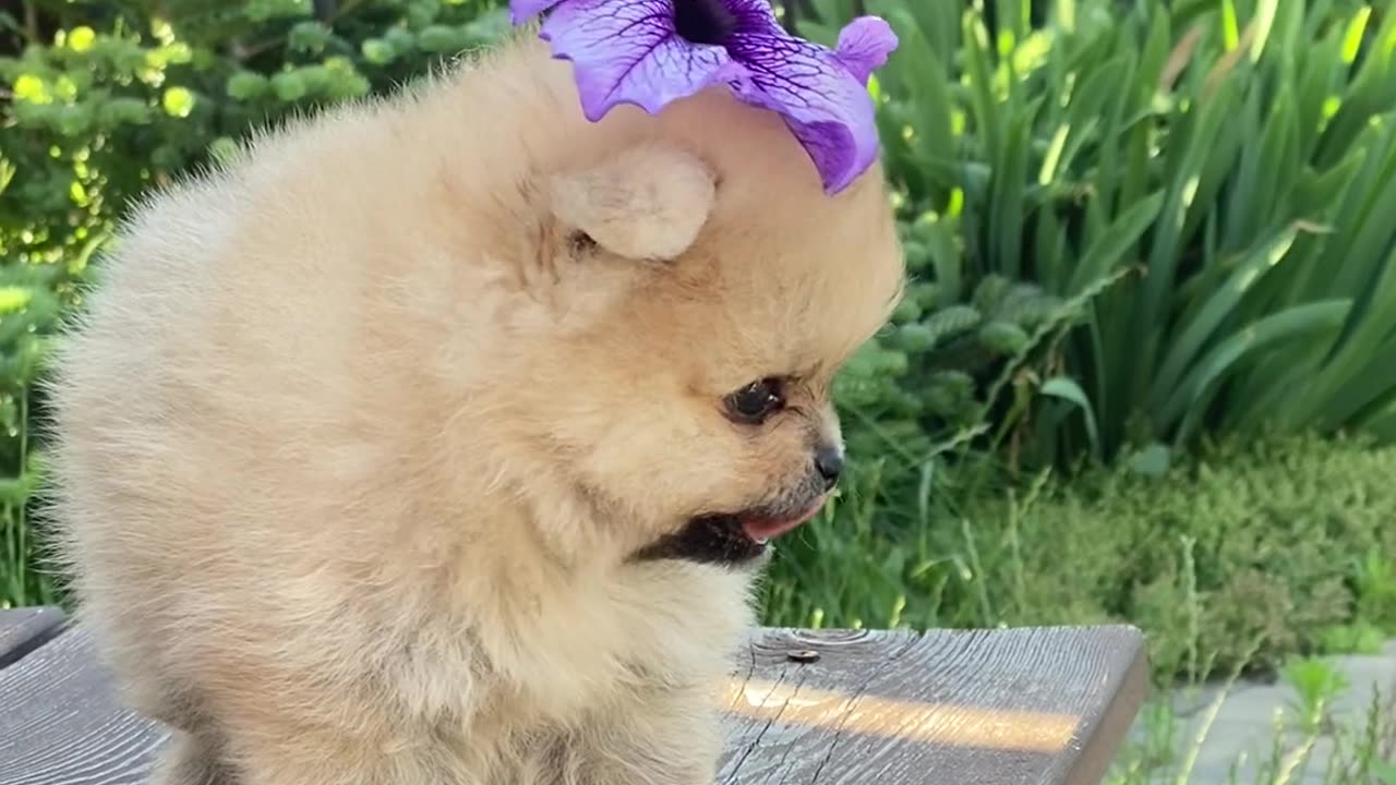 Toye Bread Dog