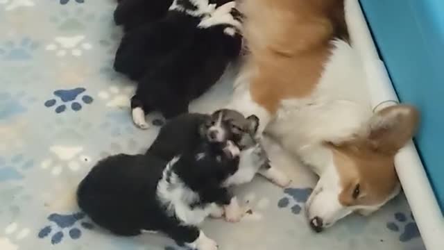 Look at these Beautiful puppies feeding with their mother. THIS IS ABSOLUTELY AMAZING !!