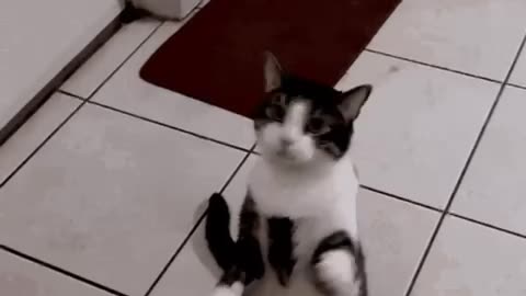 Cute Cat Gif