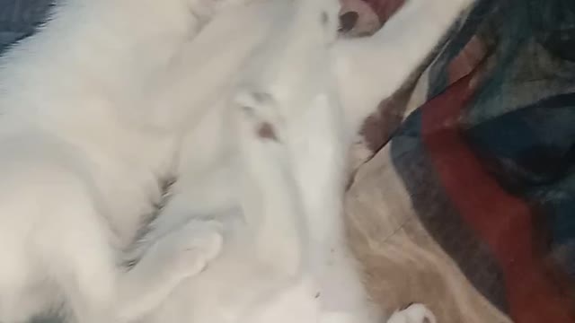 Beautiful Fight Between Kittens ( mom's voice stop it )