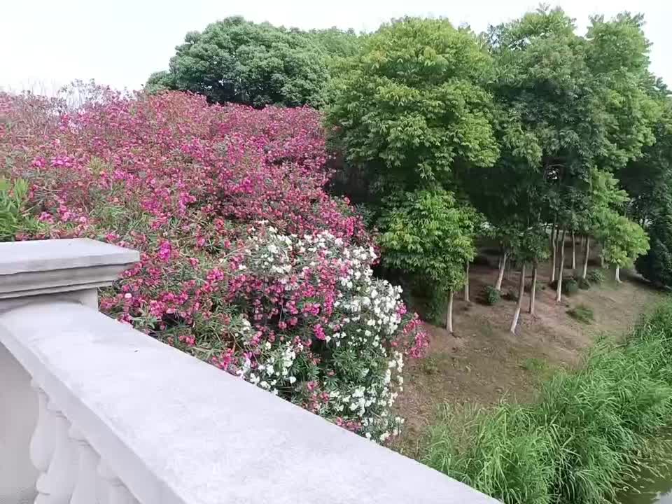 Green trees and red flowers on both sides of the lake