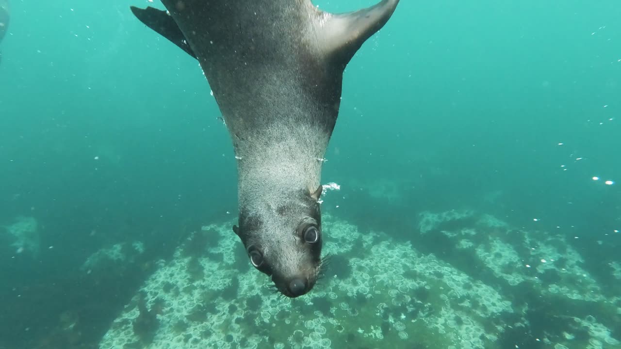 Sea animal pet