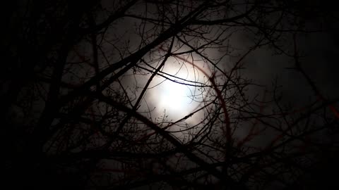 Lt Music, is a channel dedicated to a new concept of varied music