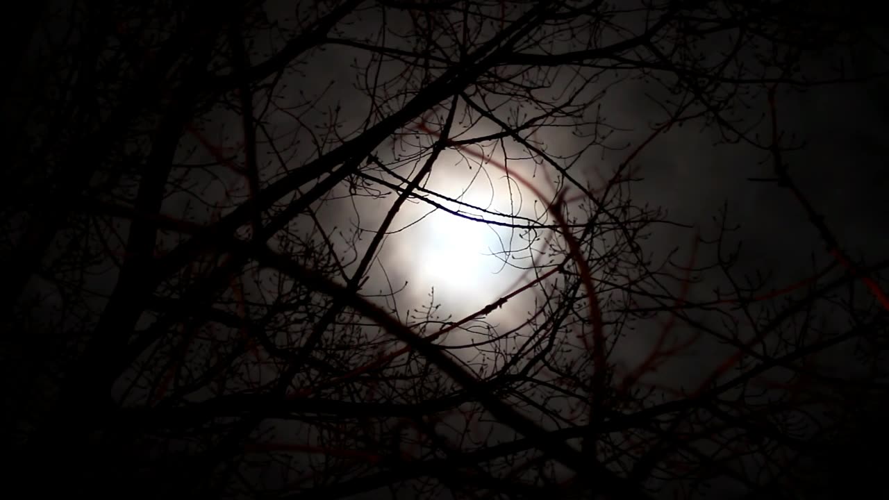 Lt Music, is a channel dedicated to a new concept of varied music