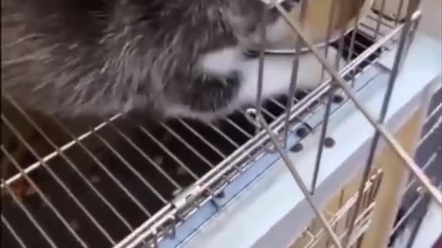 Funniest Animals 🐧 - Best Of The 2020 Funny Animal Videos 😁 - Cutest Animals Ever