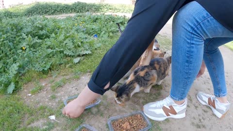 The energy I fill myself with is that happiness that stray cats feel when I am there to feed them.