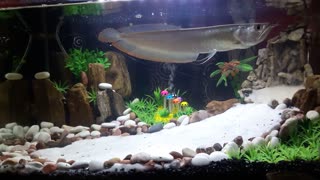 Asian Arowana ( Scleropage Formosus)