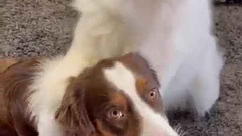 Sweet dogs / dogs video