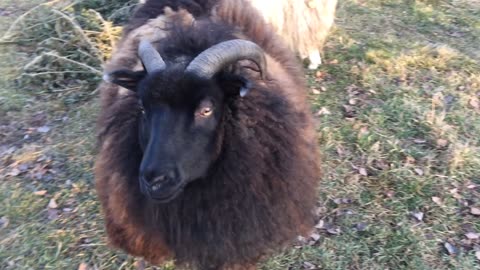 Icelandic Sheep Ewe