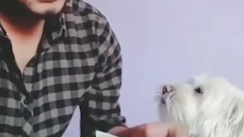Funny Dog count the money