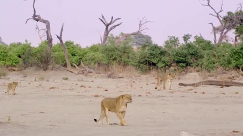 Lion's Skull Crushed Under 900kg of Pressure