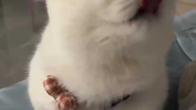the time!' When the owner took his eyes off the