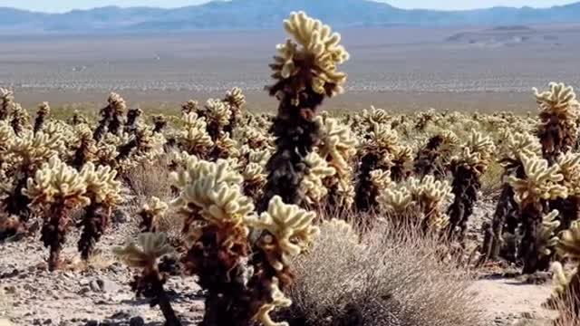 Prettiest cactus garden in California?