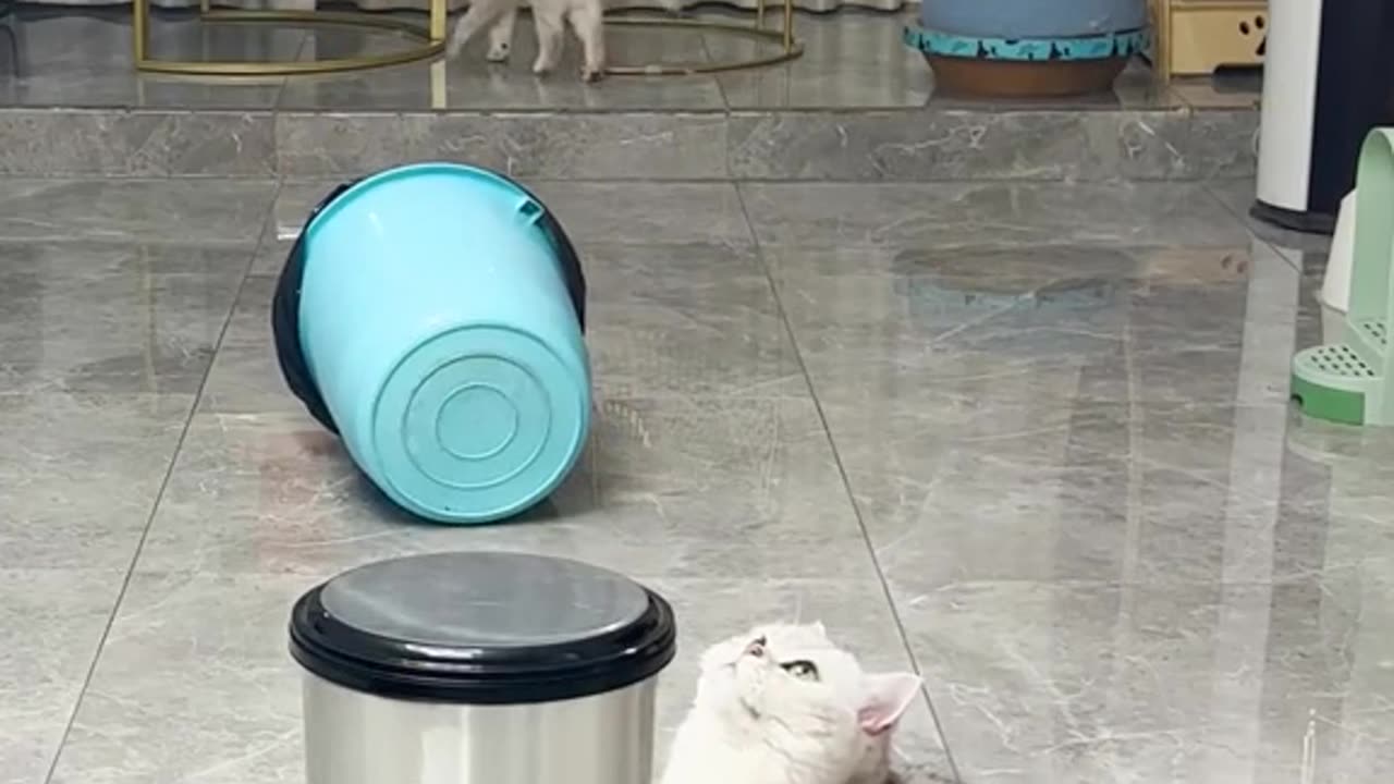 Cat vs mouse 🐁