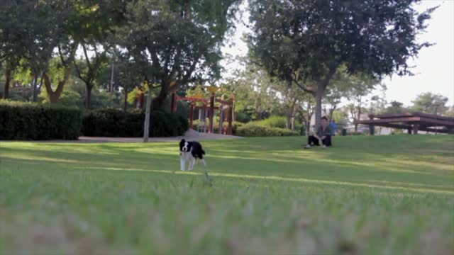 dog training in a garden