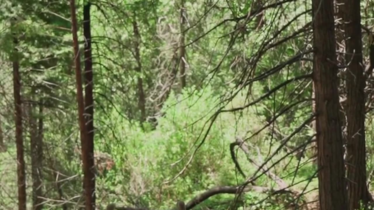 Deer feeding #deer #dear #forest #nature #pet #wild #animals