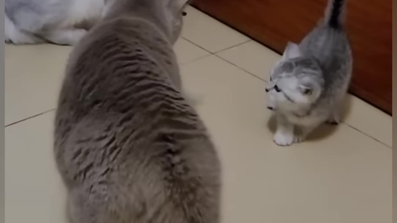 Funny Cats