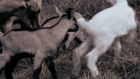 Cute baby goat