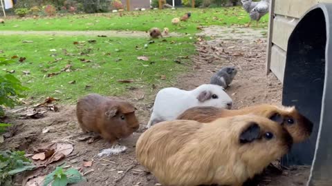 Guinea pigs exit and enter the tube