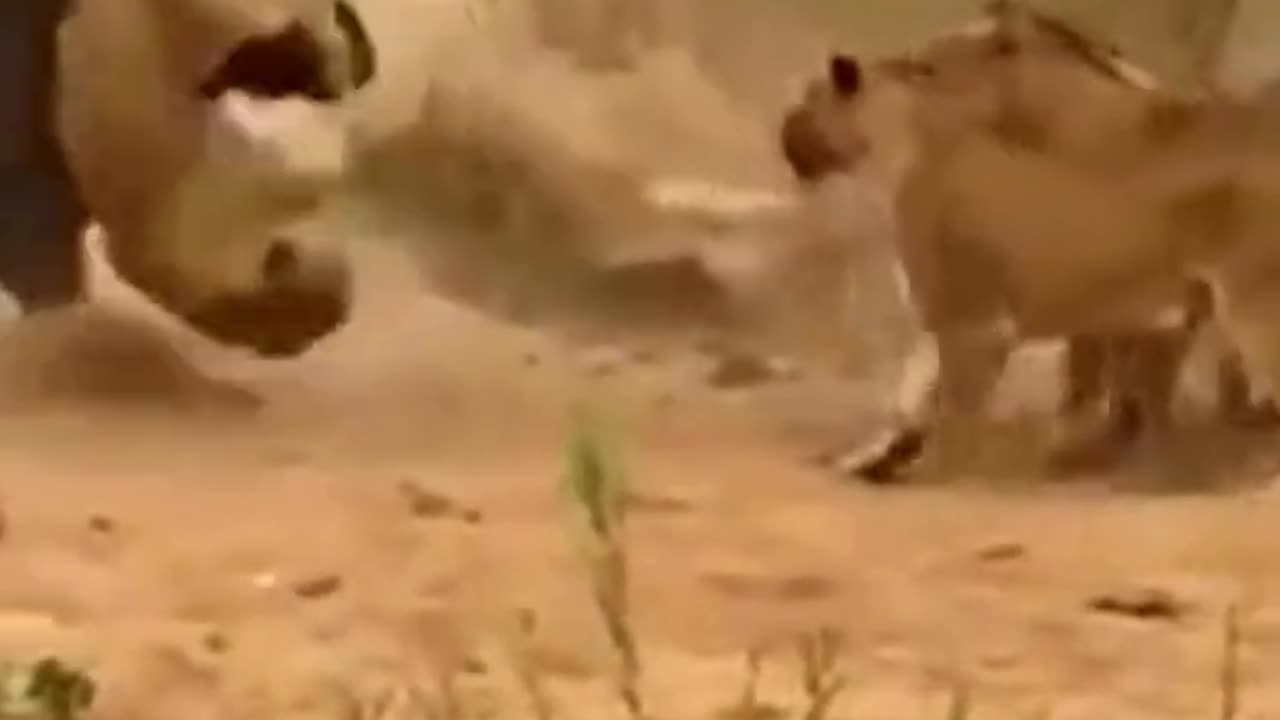 Bull v/s lion Fight