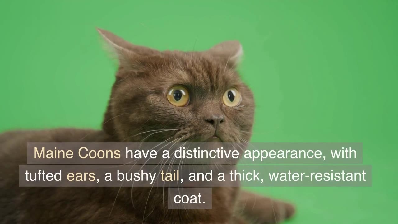 Amazing breeds of cats ,cute cats #funnycats #funnycatvideos #funnyshorts