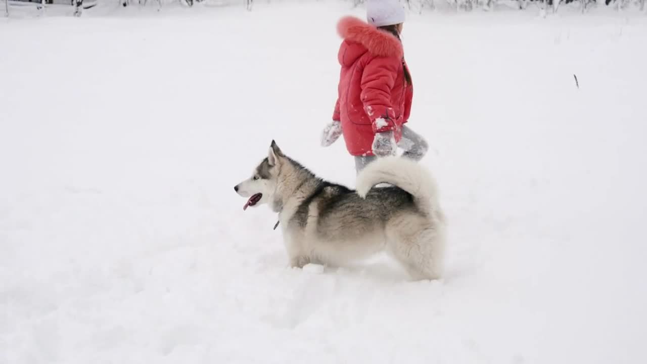 Young girl playing with siberian husky malamute dog on the snow outdoors in winter forest park