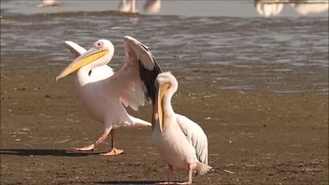 Great white pelican, Lake Nakuru, Kenya Oct 2022