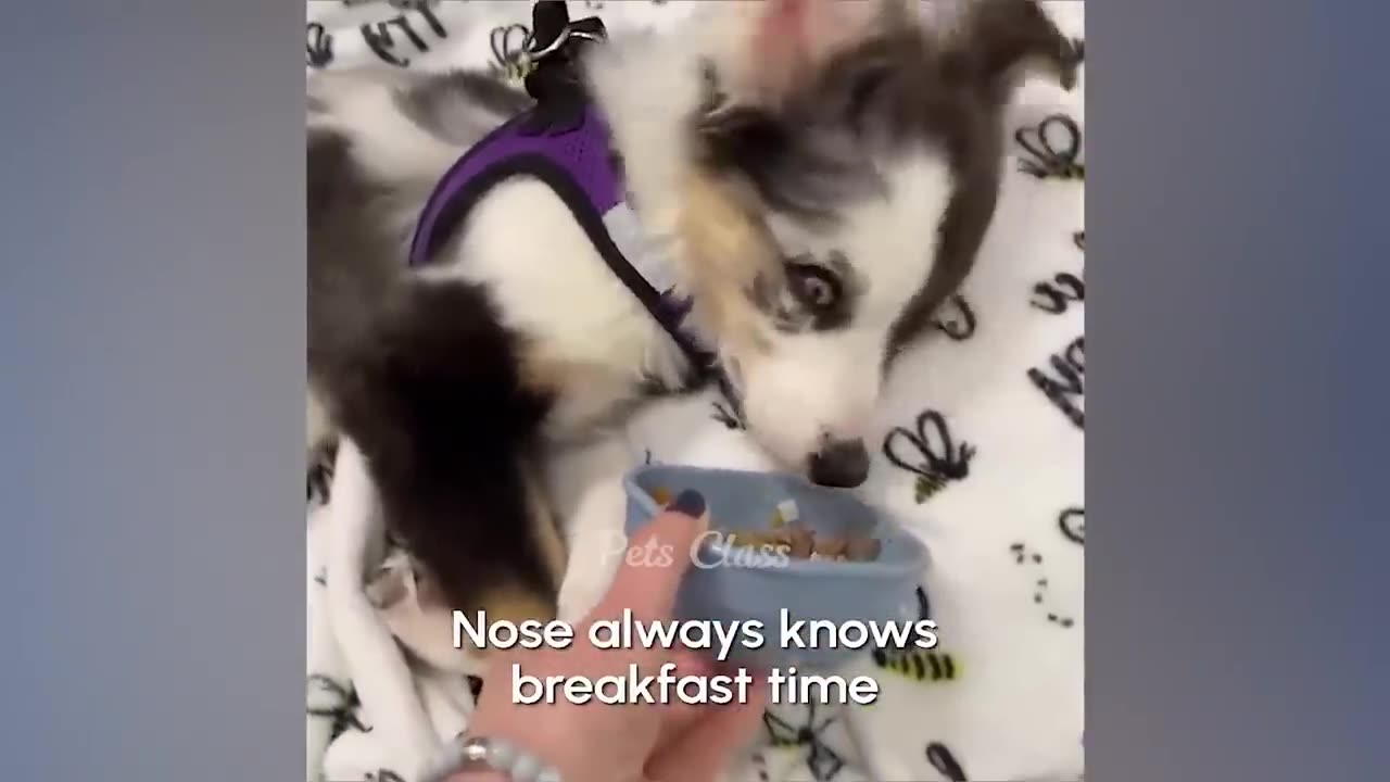 Funny cats and dogs